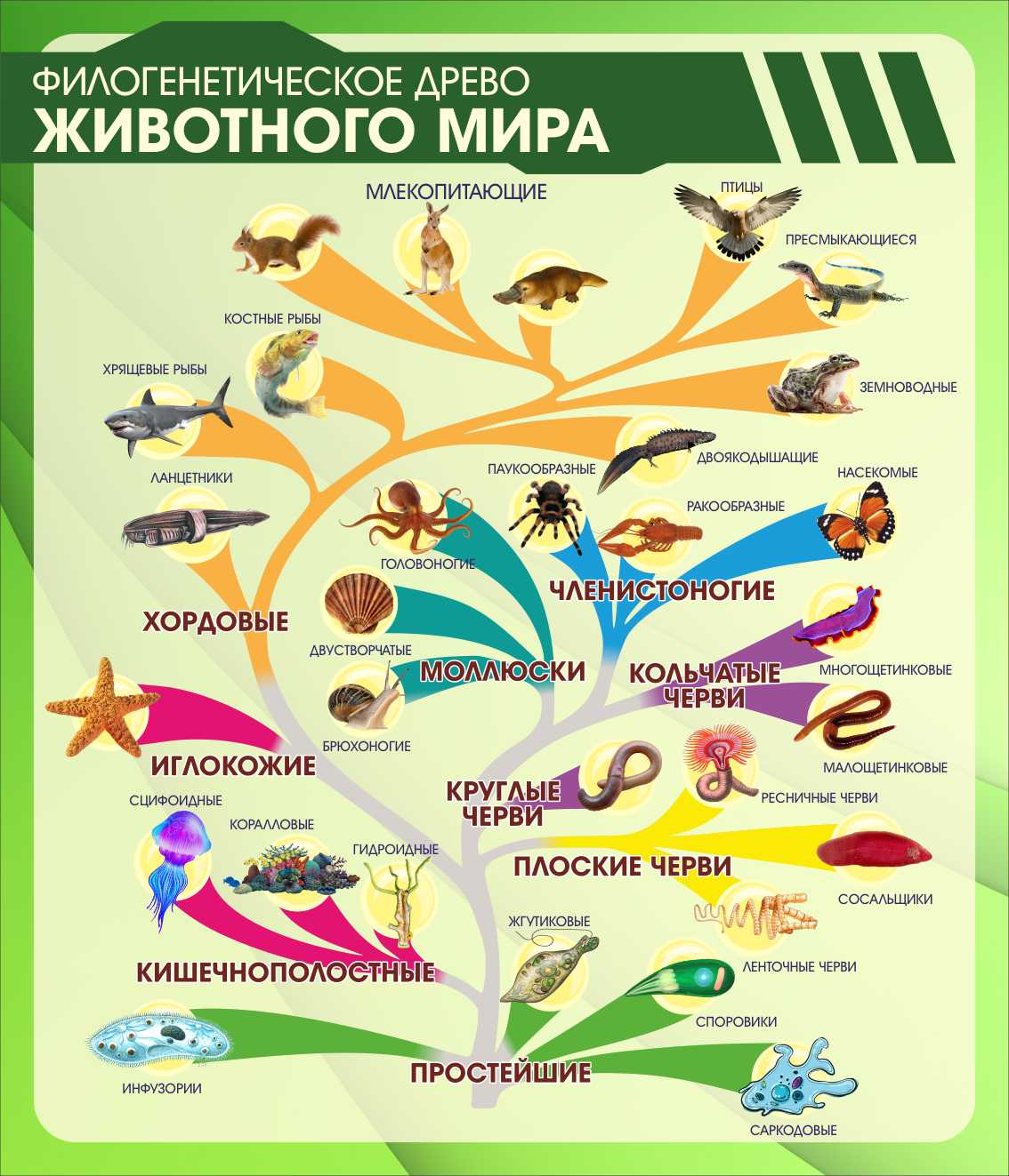 Филогенетическое древо животного мира в Анапе