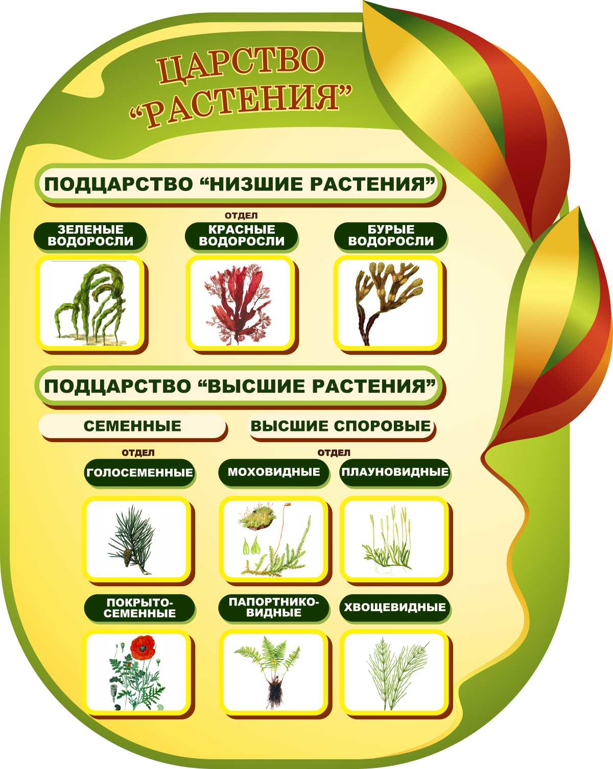 Царство Растения в Анапе